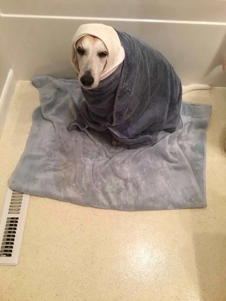 DebM4400's tweet photo. @beaglefacts @GusandKelsey 100% accurate data https://t.co/vWecOehcMf