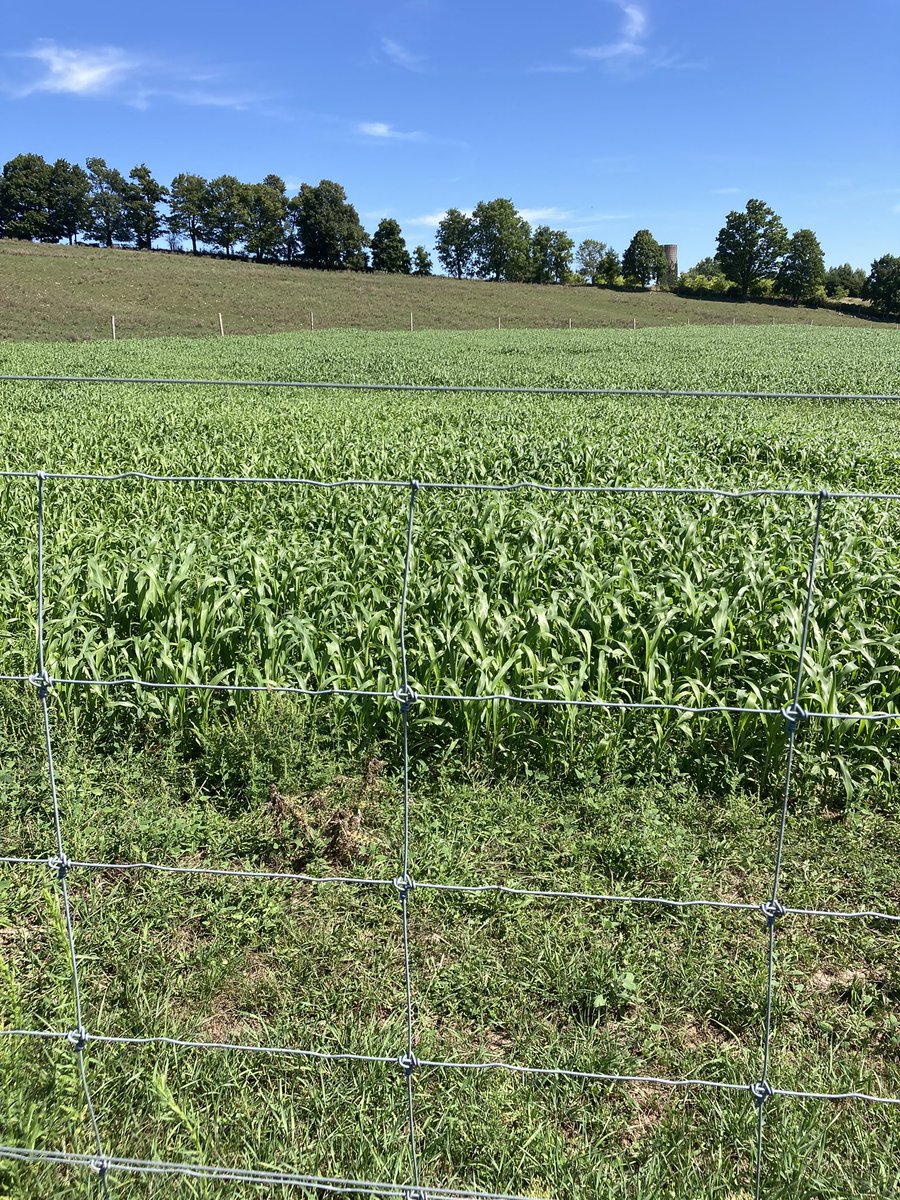 Darc Flanagan tweet media