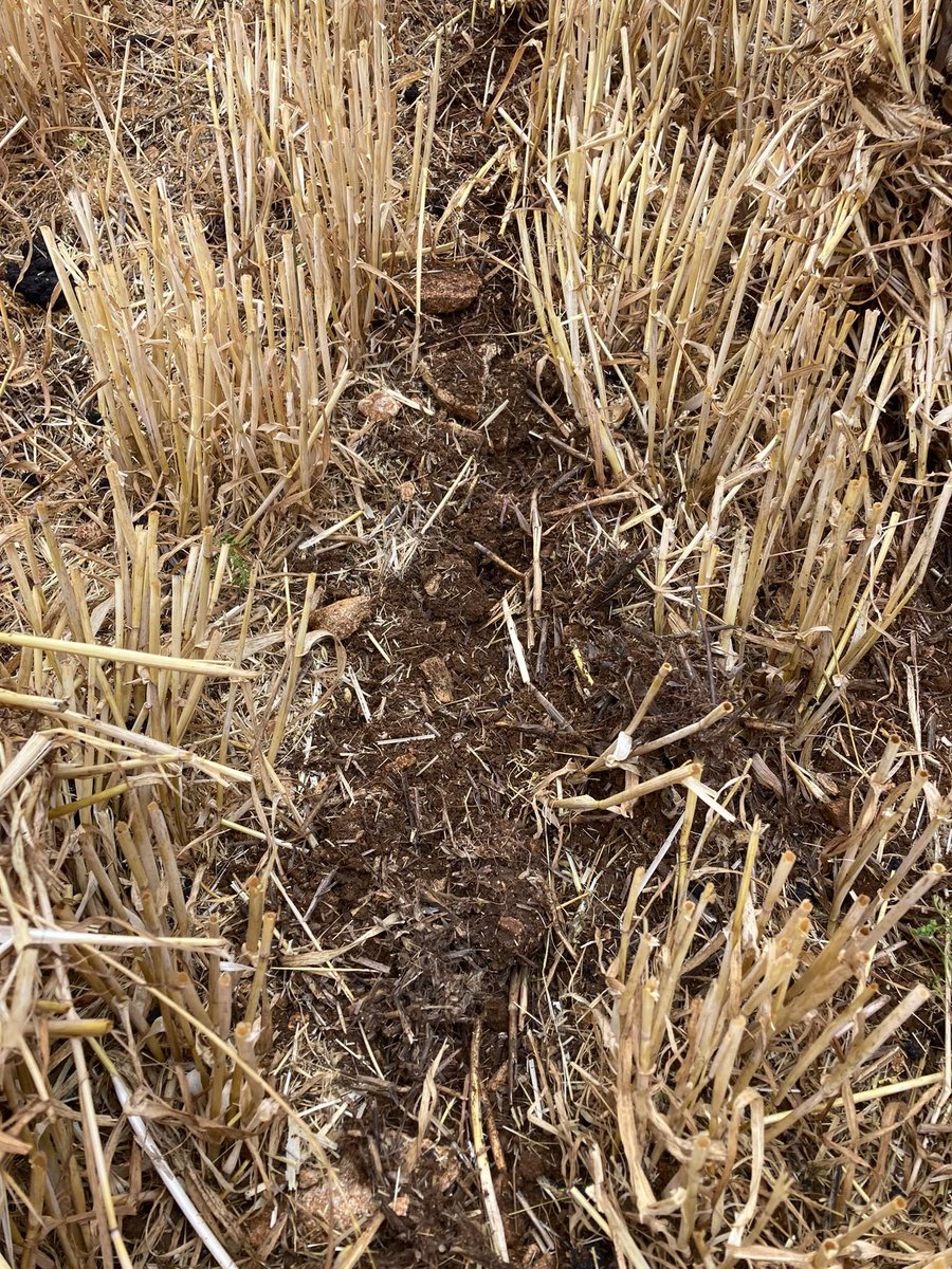 BourgaultVos's tweet photo. We were sent these photos today of a @HORSCHUK Sprinter using @TillageTools VOS from @BTTUK_Tillage   in the Cotswolds 👍
#lowdisturbance https://t.co/eZur39VKpk
