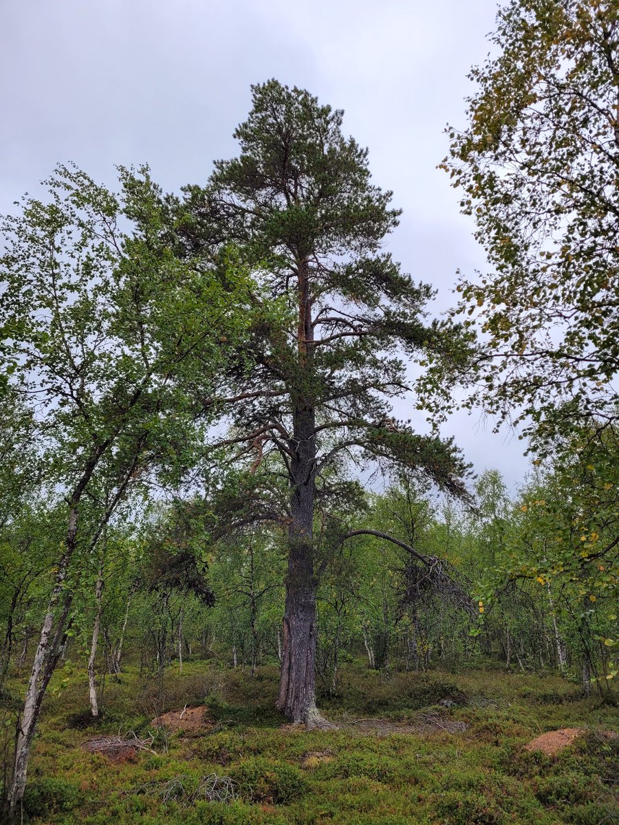 MikaHelenius's tweet photo. Tämäkin puu sai alkunsa ennen Kolumbuksen matkaa ison veden taaksen tuntemattomaan. #aihiki #three #pine #oldpine https://t.co/Wk0vnJKJae