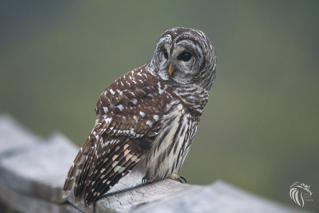 JumboMinds's tweet photo. Did you know that barred owls got their name because of the vertical bars and horizontal bars on their abdomen and chest? There are many sounds they make but this is their classic call https://t.co/m3Kan0SFEx #owls #animals #zoology #biology #science #sciencerocks #scichat https://t.co/rNpXUpymoz
