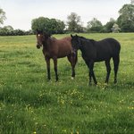 Photo by Grenane House Stud (@grenane)