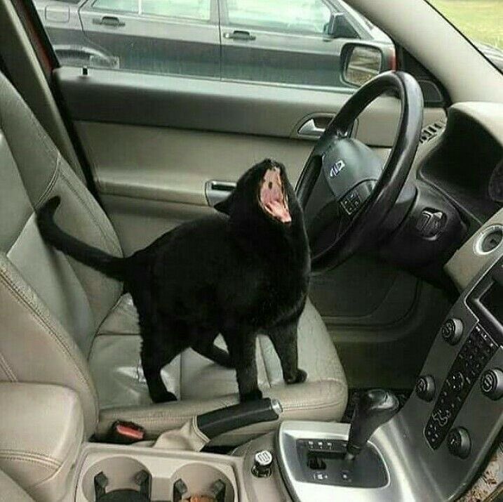 get in loser we r going  to  spirit halloween .