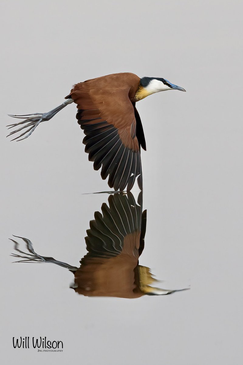 Wing tips in water… An African Jacana photographed at Masaka Wetland in #Kigali #Rwanda #RwOT #RwandaBirds #BirdsSeenIn2022 #TwitterNaturePhotography #BBCWildlifePOTD #birdwatching