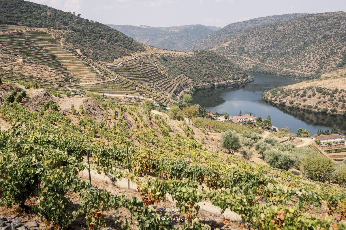 TaylorsPortWine's tweet photo. The wonderful Quinta de Vargellas is in the final preparations for another harvest and we couldn't be more excited.
#taylorsportwine #taylorfladgate #quintadevargellas #douro #harvest2022 #harvest #vindimas https://t.co/X2uLvntJ2Y