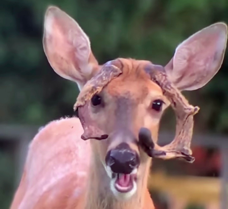 DeerBlast's tweet photo. How ’bout these “deer goggles”?? 👀 🤓 Posted in video form on @shed.hunters Insta, got the Shot of the Week in this week's DB email: https://t.co/JFkRCD6CCK
#deerhunting https://t.co/ObO4wSDOpW https://t.co/BGkzFRMtEd