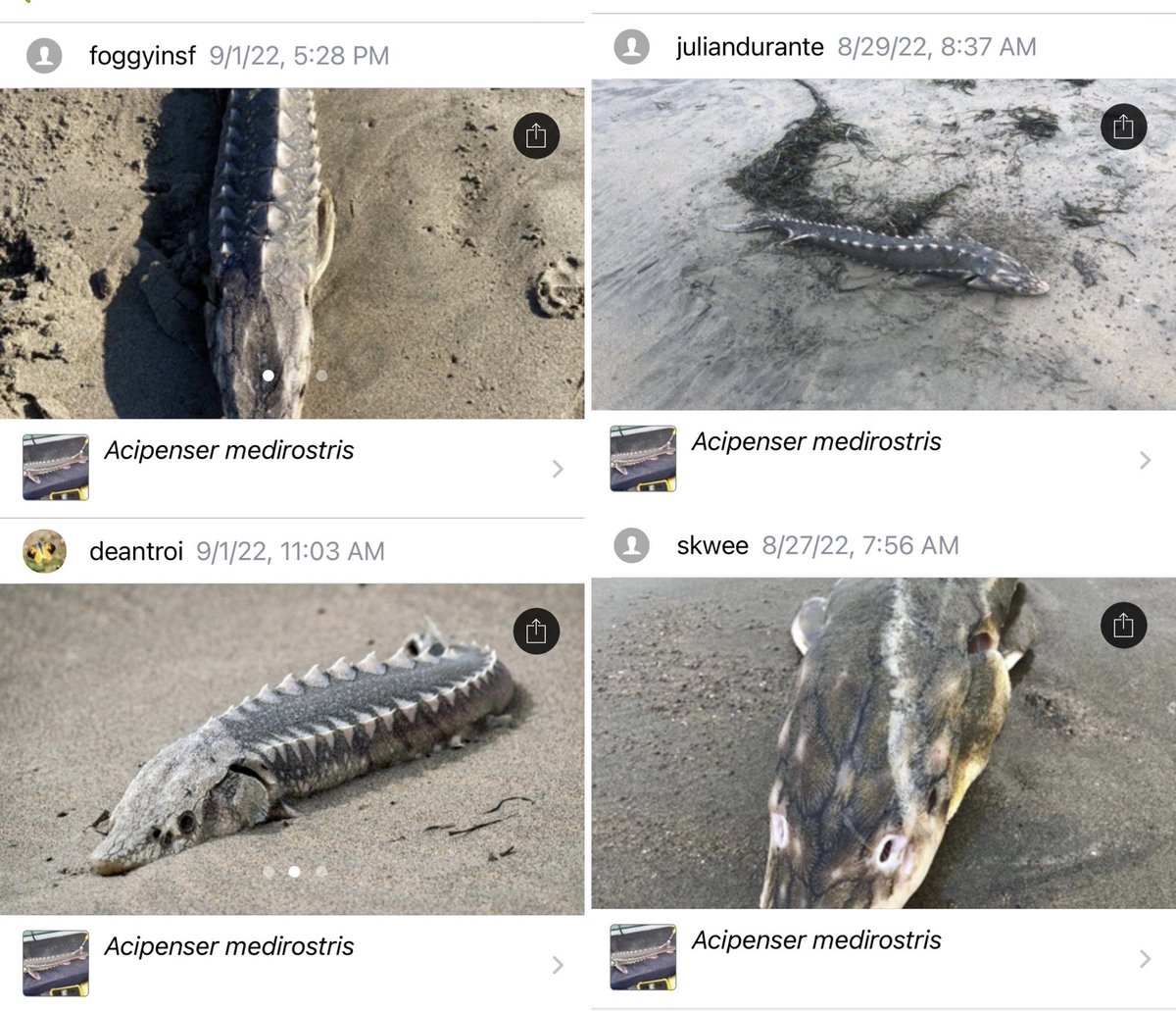 damontighe's tweet photo. Green #sturgeon starting to show up dead outside the #SFBay but close enough that I wonder if they are related #sfBayHAB2022. Tamales Bay, Point Reyes, and SF ocean facing beaches 
#fishdieoff #endangered. Thanks to the #inaturalist observers below. @USFWS #endangeredspeciesact https://t.co/TN6YERviDE