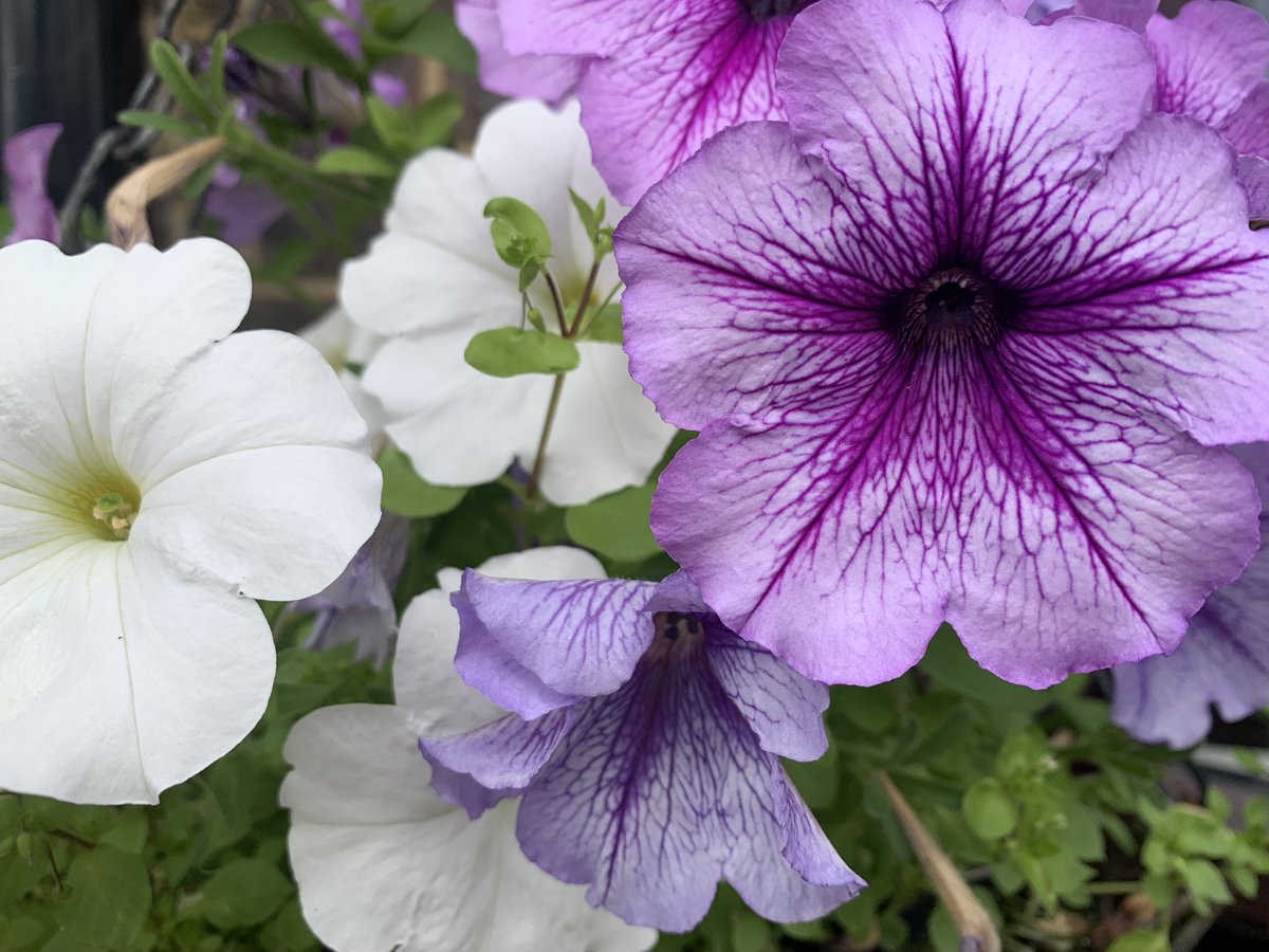 jackdunckley's tweet photo. Petunias have been a key plant in so many hanging baskets this summer. The variety of colours you can get are so bold and vibrant. They make arrangements very eye catching! Just like these ones I saw in Albourne, West Sussex. 🌸

#gardens #planting #plants#flowers #petunias https://t.co/bx8PMjrX4m
