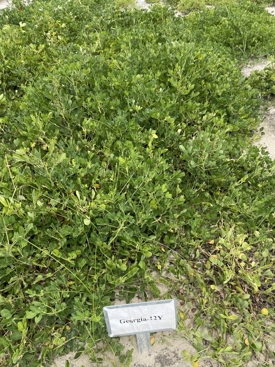 HOLY Smokes!!!  Florunner serving as the perfect gauge for TSWV….
and  I’ll take the 12Y all day long 🥜