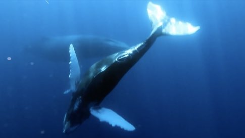 Tania6976344's tweet photo. #mademyday #lovewhales #uniquesong #protectwhales #respectmarinelife 
Whale Song Goes Viral Underwater

From The Weather Channel iPhone App https://t.co/m9Y1gbWHvL https://t.co/sWFaIQ4g8V