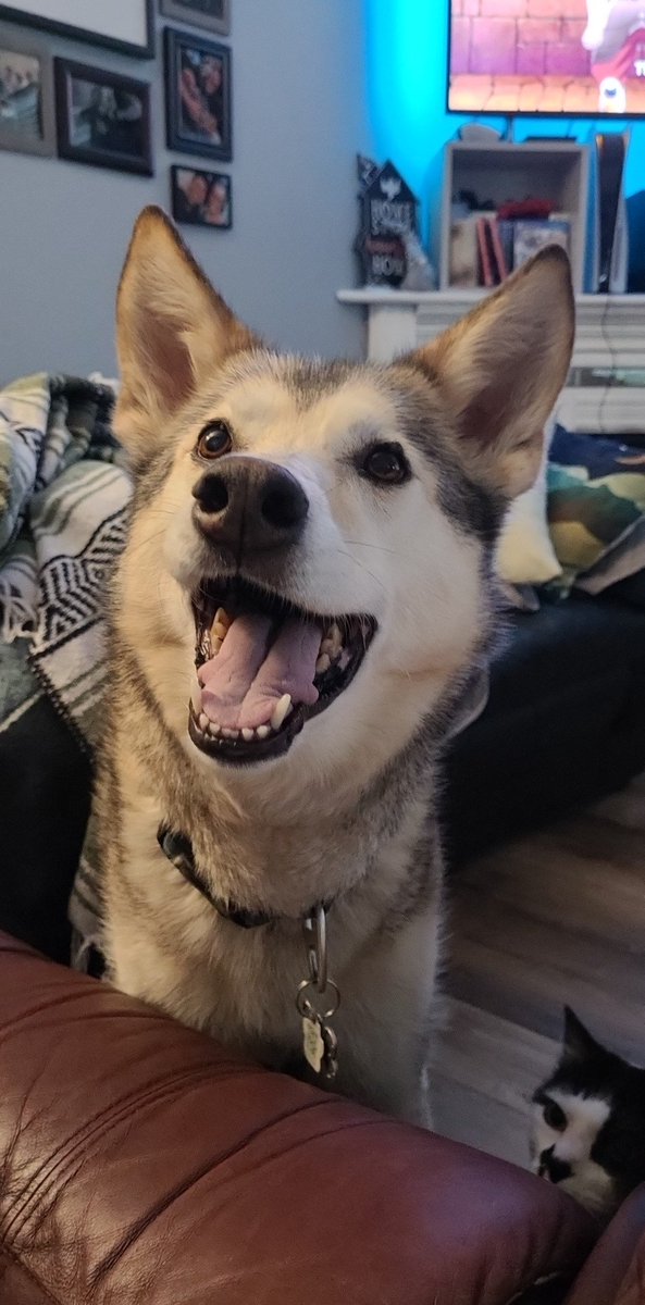 sfourn03's tweet photo. This happy girl got sprayed by a skunk last night. We are onto the second bath today and needless to say - she isn't impressed. Thick/double coat dogs + skunk spray = impossible to get rid of the smell 😭 she even got it in her mouth https://t.co/Z4TfopCEFC