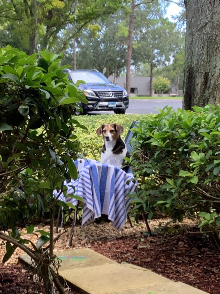 spaceprimex1's tweet photo. @beaglefacts @CrazyBeagles12 @GusandKelsey Absolutely true! I work hard to get just the right smell accumulated then poof … destroyed in an instant 🐶🤣 #WhyMe #NoBath #IWannaStink https://t.co/YA76sg8lbb
