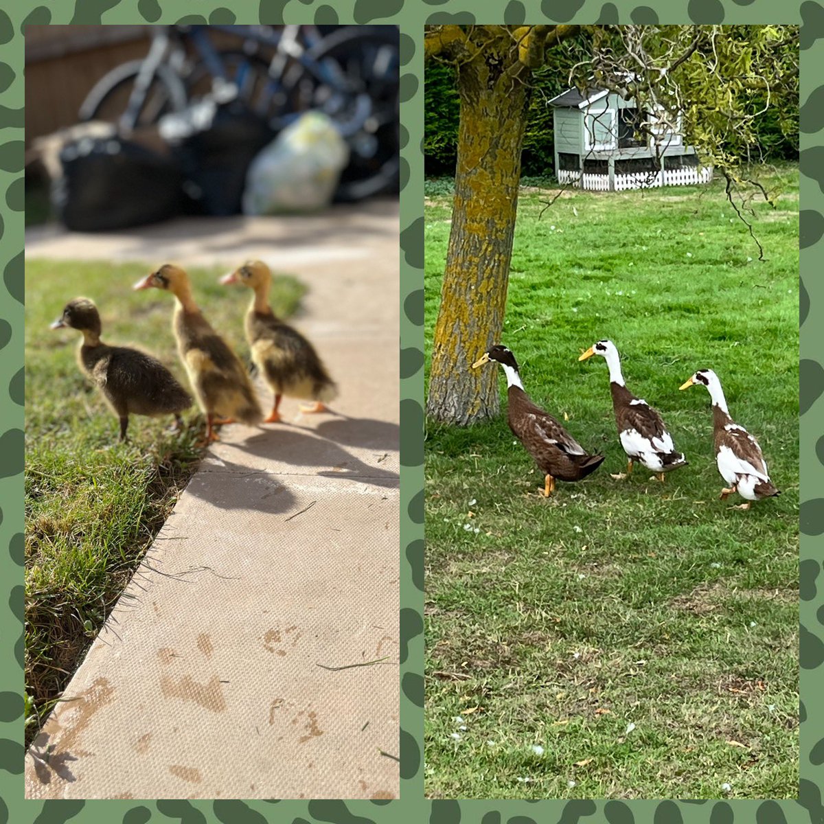 Kym Hughes tweet media