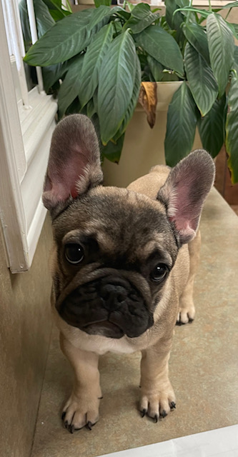EricaSpindler's tweet photo. Grandpuppies are coming for the weekend, including baby Delilah! 😍 https://t.co/uuZsIqAVeN