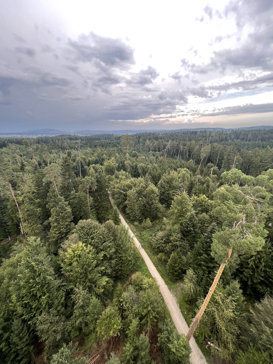 moliecht's tweet photo. Kleiner Dschungelausflug #hardwald https://t.co/THv1E38lyG