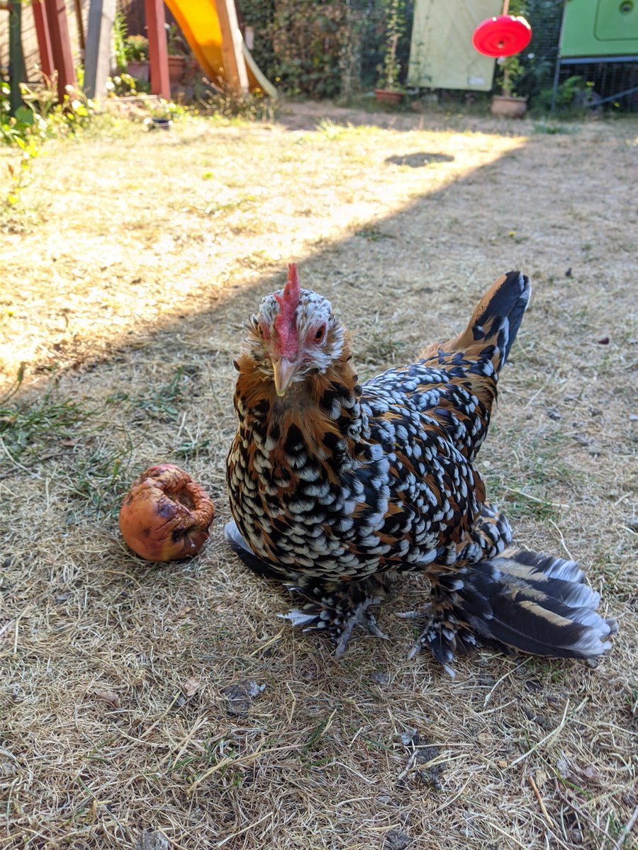 HenGertrud's tweet photo. #chicken https://t.co/3BJRYicf7Z
