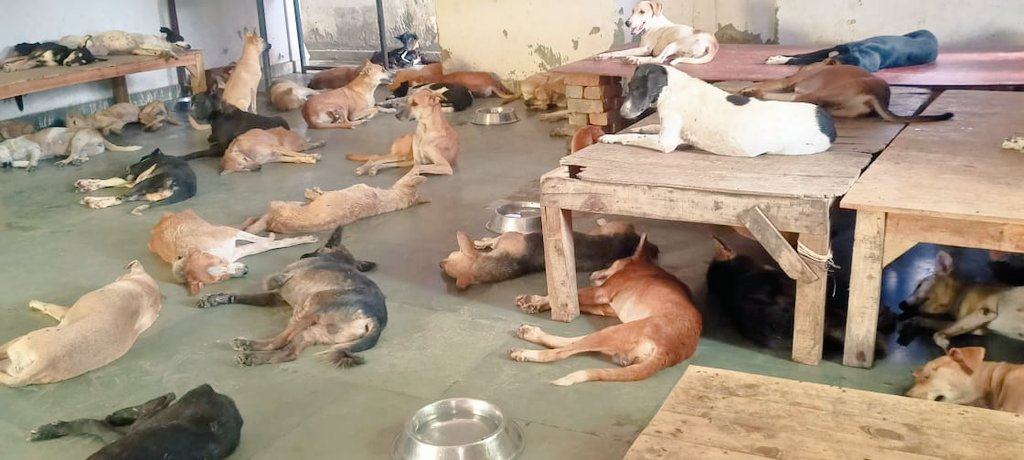 TheDogMother_'s tweet photo. #SOS #FoodRequest
Reacue Dogs of @SmartSanctuary urgently need food & supplies. Would you be kind enough to #doyourbit 🙏
Donate directly via Amazon wishlist https://t.co/ojLb2AjDyw
OR via UPI at smartsanctuary@ybl 🐾🐾
#dogsoftwitter #dogs #sponsor #RescueDogs #support 🐕🦺 https://t.co/iSnIEPxAcu