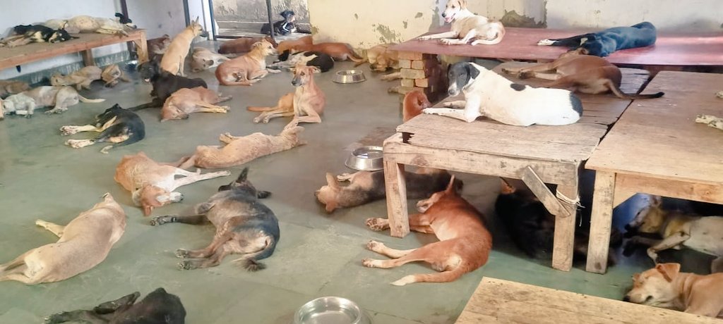 TheDogMother_'s tweet photo. #SOS #FoodRequest
Reacue Dogs of @SmartSanctuary urgently need food & supplies. Would you be kind enough to #doyourbit 🙏
Donate directly via Amazon wishlist https://t.co/ojLb2AjDyw
OR via UPI at smartsanctuary@ybl 🐾🐾
#dogsoftwitter #dogs #sponsor #RescueDogs #support 🐕🦺 https://t.co/iSnIEPxAcu