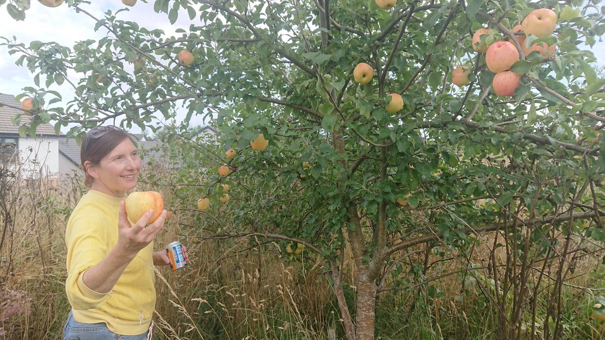 TomUllathorne's tweet photo. Bumper fruit haul on the walk hame from Pumpherston today.. The community orchard @PumpherstonCC is laden with apples and plums, the damsons on the big bush by the golf course are nearly ripe and the brambles are prolific .. Great crumble opportunities 🍎🍏🍑🫐 https://t.co/GkPR2xFlSO
