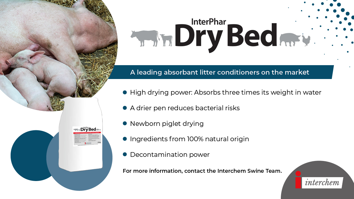 InterchemSwine's tweet photo. InterPhar Dry Bed for newborn #piglet drying, allows welfare feeling (cover effect), better umbilical cord healing and quicker colostrum intake.

For more information, contact the Interchem Swine Team.

#swine #drybed #pigfarming #pigfarm #pigs https://t.co/zpXybmUBeN
