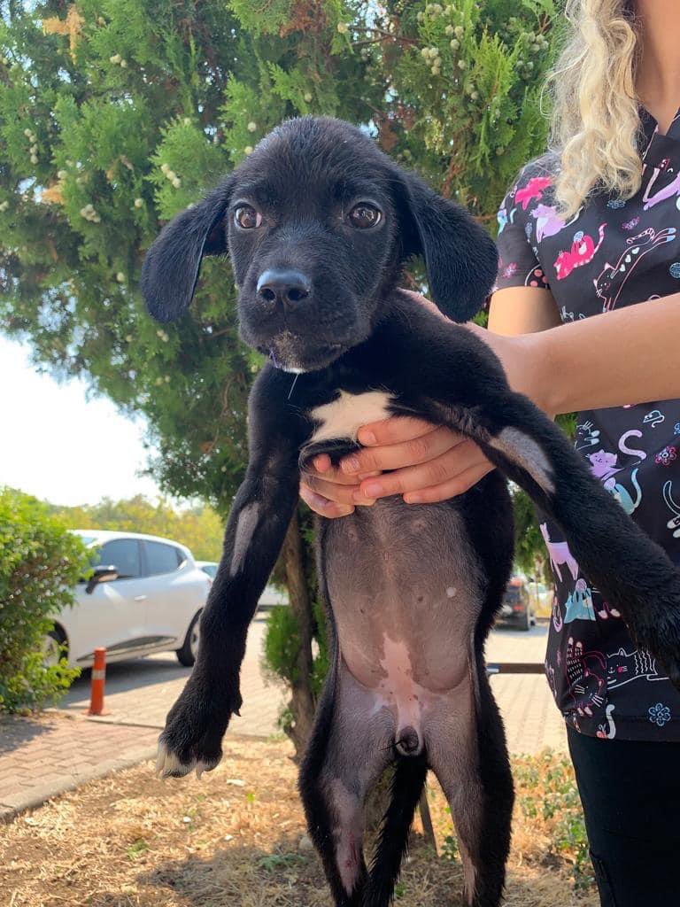 LÜTFEN PAYLAŞALIM 🌸 
Bursa’da çenesinden operasyon geçiren minik yuva arıyor 💕 dişi, insanları çok seviyor, diğer hayvanlarla arası iyi, 2 aylık civarı 
Düzeni oturmuş, bir can bakmanın sorumluluğunu bilen 10-15 seneyi onunla geçirecek kişiler ulaşsın lütfen…
📞 0501 365 74 22