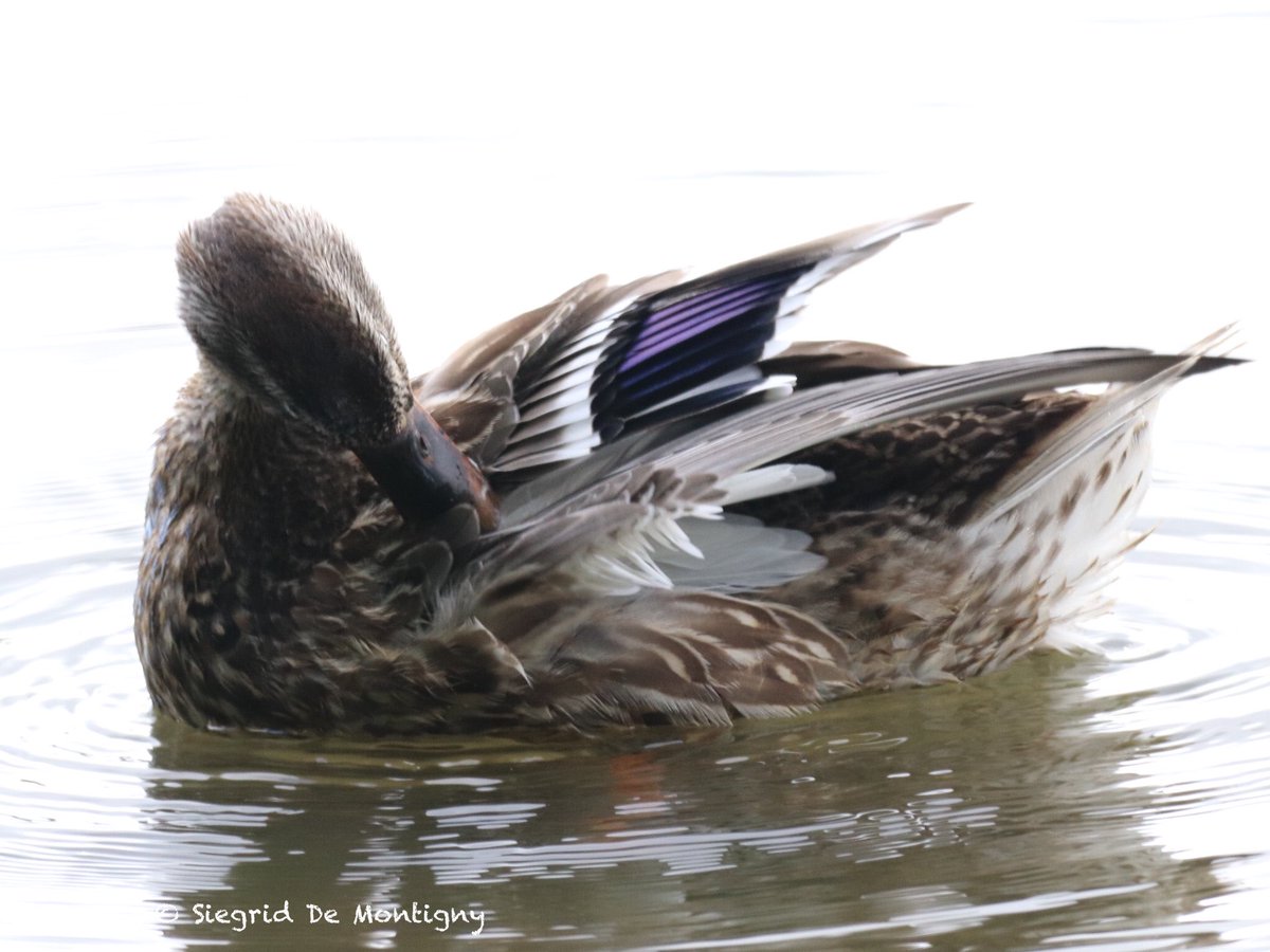 siegrid_de's tweet photo. Mallard female #ducks #NaturePhotography #wildlifephotography https://t.co/CE1AnEE2zC