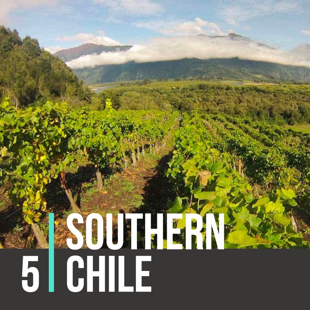 follyinc's tweet photo. Southern Chile
Why you should go: Looking for something different? Southern Chile has it – this is where viticulture started in Chile, and this is where some of the most interesting and atypical wines are coming from too. Awesome Pais, Carignan, and Moscatel just to name a few. https://t.co/YHBIcN0pBc