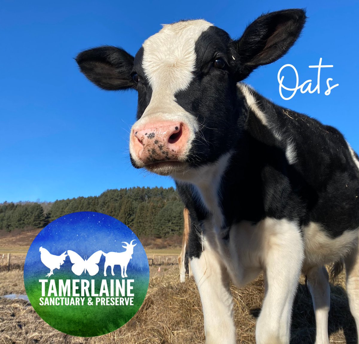 RIND will donate 15% of profits on products sold in Sept - Oct at NYC <a href="/FairwayMarket/">Fairway Market</a> and <a href="/gourmetgarageNY/">Gourmet Garage</a> of Hudson St. to <a href="/TamerlaineFAS/">Tamerlaine Sanctuary & Preserve</a>. Help us support one of the Tri-State area's most important farm animal sanctuaries! #vegancheese #plantbased #plantbasedcheese #vegan