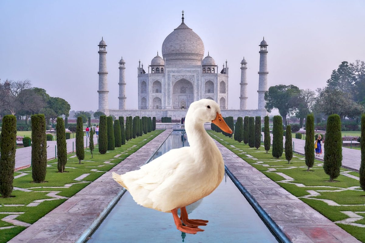 Albert14NFT's tweet photo. DUCK IN THE TAJ MAHAL WOW DUCKS REALLY GO AS FAR AS INDIA

🇮🇳 🦆 🛕

#NFTs #NFTCommunity https://t.co/ukioT7zUGN