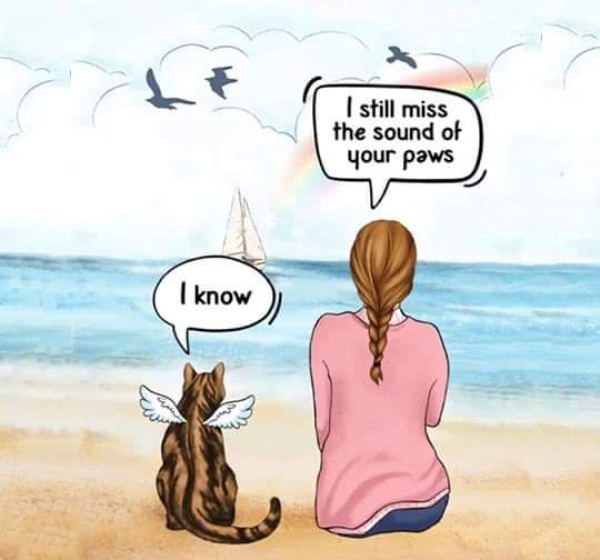 SoCal_Andie's tweet photo. @CloudRiderz Don't forget to look up and smile to the Rainbow Bridge to all our friends who are watching over us.
#flybyFriday #otrb #IbelieveInAngels https://t.co/qakocghtbm