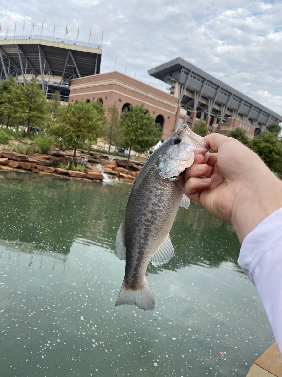 When did you ever think you’d see this in the shadow of Kyle Field? Texas A&M sophomore Preston Greenwood from Austin dangled the hook this morning for a time in the new Aggie Park (yes, he released his catch). Good times: