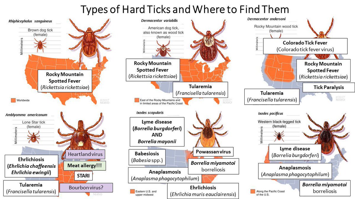 It’s peak #Tick and #TickBorneDisease season! 

And #Lyme isn’t the only tick-transmitted pathogen to consider👇🏻 🫣