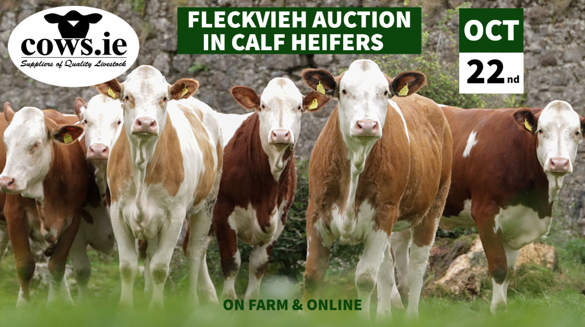 Upcoming Fleckvieh Auction. Online &amp; On-Farm.

We are delighted to announce our 2nd annual online &amp; on-farm auction sale of high quality, pedigree Fleckvieh dairy heifers taking place here on the cows.ie Farm. 

Details &amp; to Register👇
cows.ie/livestock/flec…
