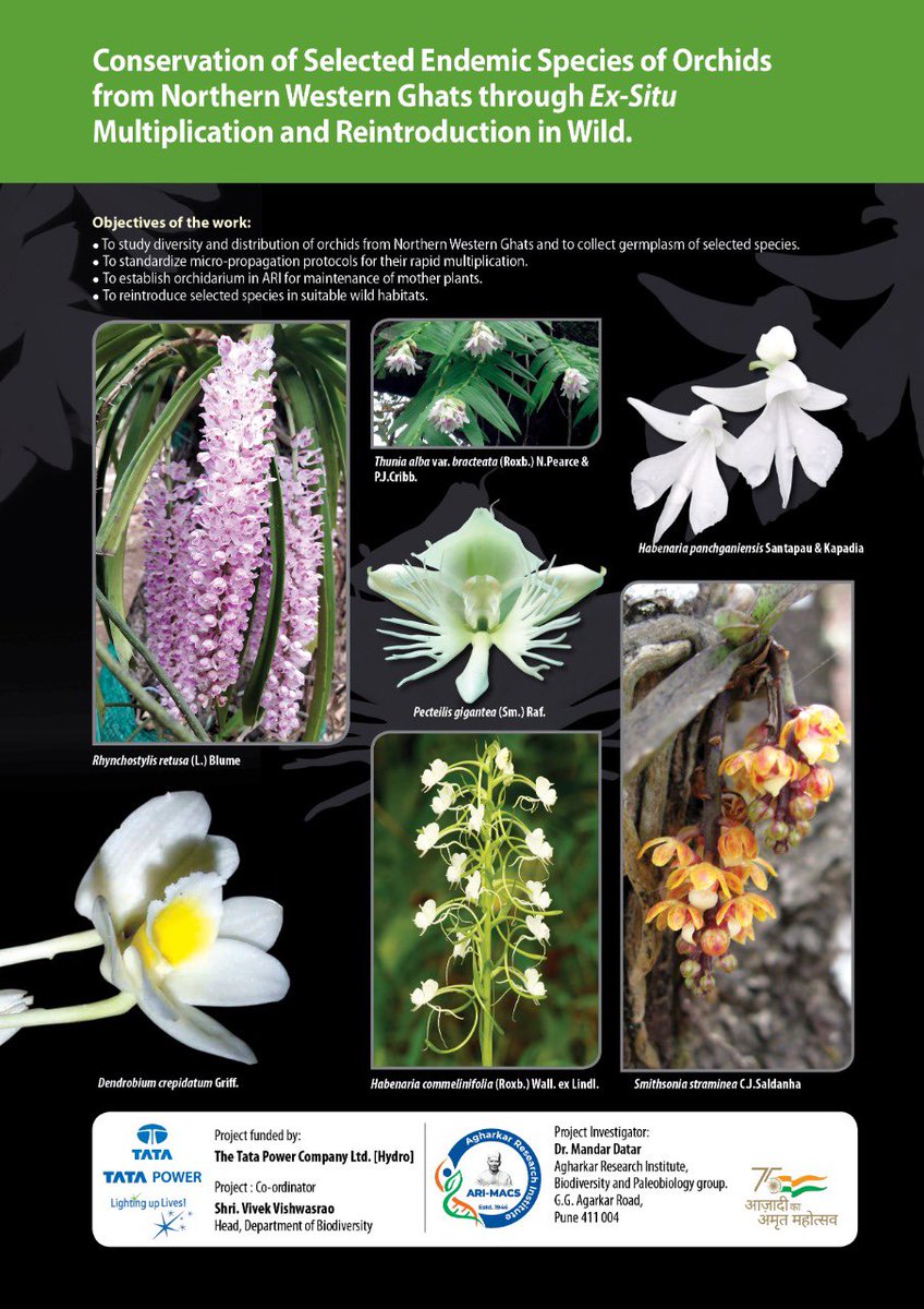 Laudable efforts by ARI scientist, Mandar Datar <a href="/naigavkar/">Mandar Datar</a> ; doing his best to protect endemic/ endangered orchids