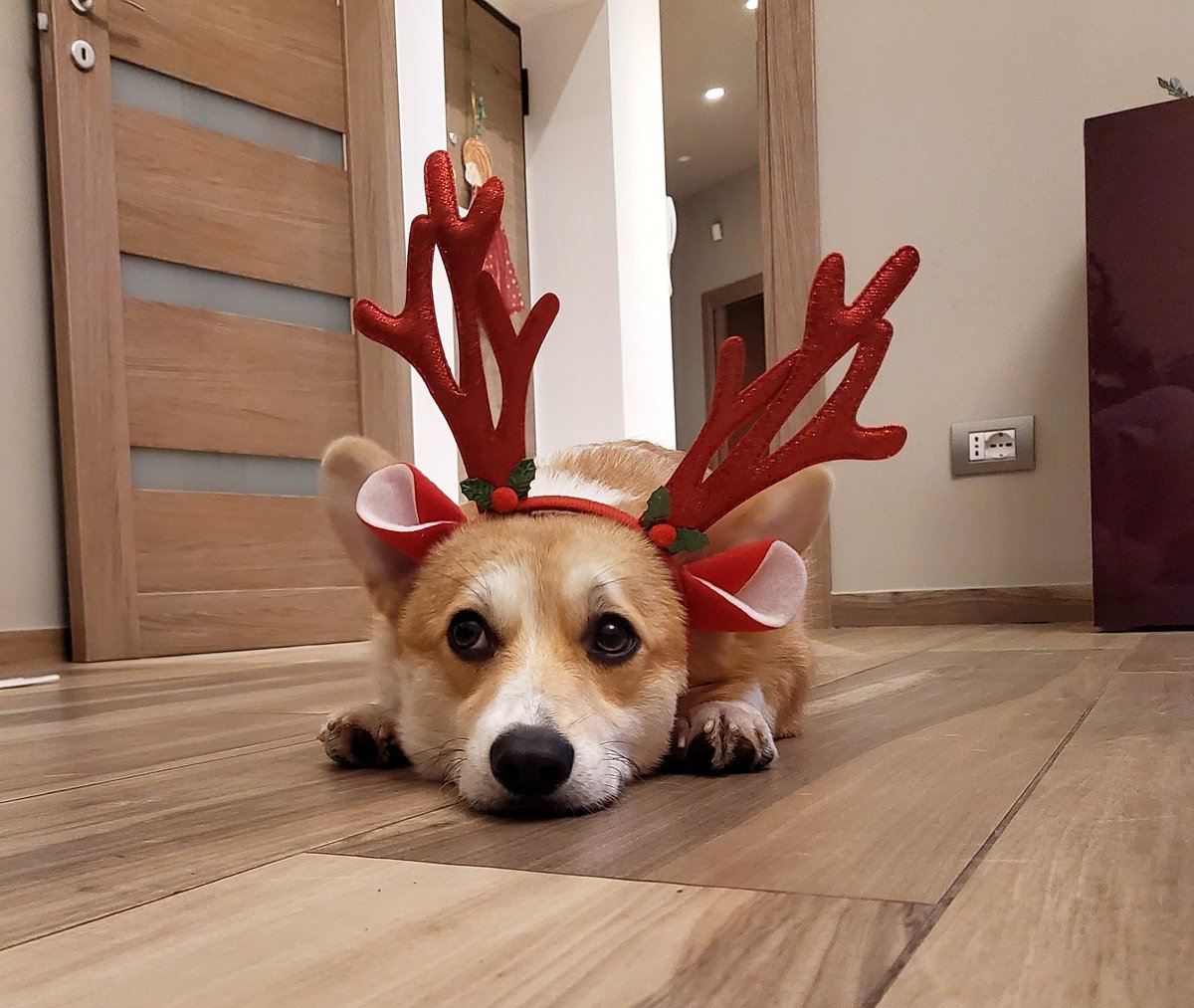 GiuBeiGu's tweet photo. Letteralmente una cosa da corgi, se gli metti una cosa in testa si bloccano 😭 https://t.co/cTyJICo2Ps