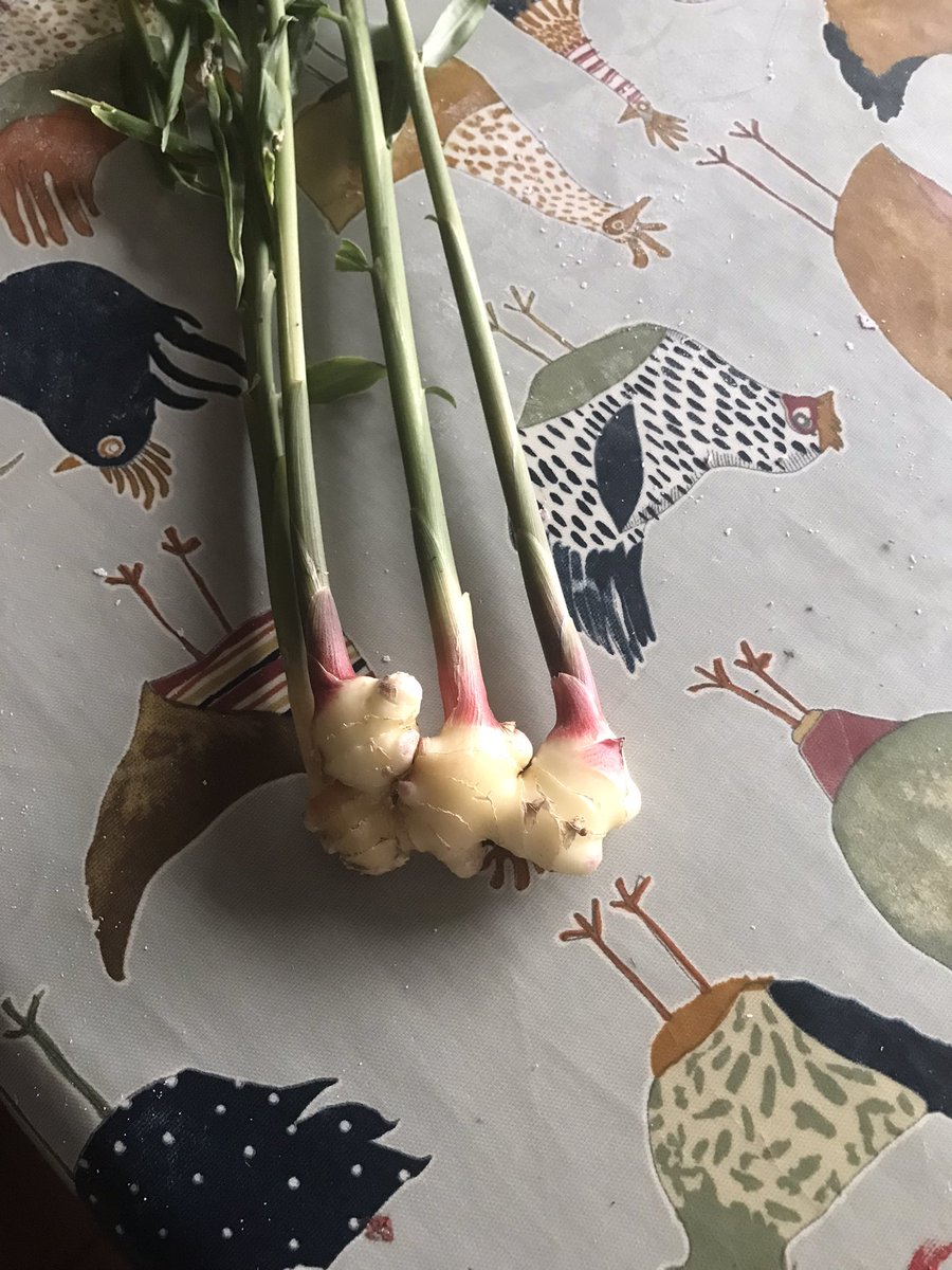 Woodsidearran's tweet photo. It is not a huge amount but that is some fresh, pink, Arran grown baby ginger! #ginger #zingiber #experiment #polytunnel  #herb #herbsforhealth #herbsgarden #aromatics #foodismedicine #herbsandspices #herbs #localfood #vegetables #5aday #fresh #healthy #nodig #permaculturefarm https://t.co/eTIpJcBZI2