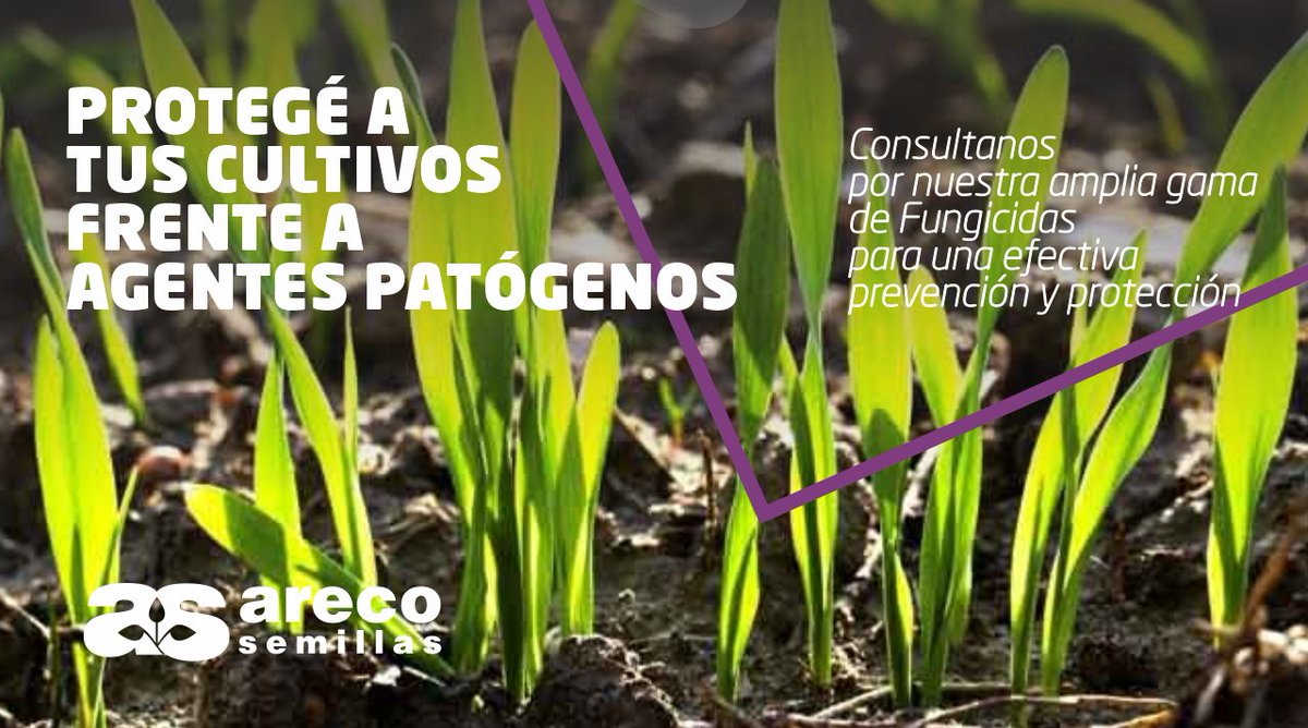 ArecoSemilllas's tweet photo. La detección a tiempo y aplicación para combatir las enfermedades fúngicas es fundamental para el desarrollo de pleno potencial del mismo
Consultanos por los productos disponibles para cuidar tu cultivo
𝘌𝘴𝘵𝘢𝘮𝘰𝘴 𝘢𝘭 𝘴𝘦𝘳𝘷𝘪𝘤𝘪𝘰 𝘥𝘦 𝘵𝘶 #𝘊𝘢𝘮𝘱𝘰 ‍🙋‍♂️
#Fungicidas https://t.co/suRq0J241e
