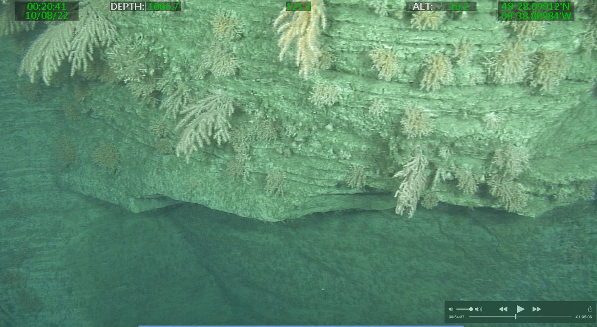 BritGeoSurvey's tweet photo. On ROV dives taken as part of the #JC237 Expedition, we've observed multiple examples of structurally controlled ledges & overhangs in the #WhittardCanyon rockwalls, providing a unique habitat for beautiful marine communities including scleractinians & soft corals.
📸 @NOCnews https://t.co/eGvsMY7Vut