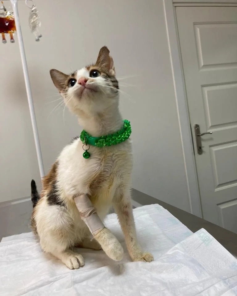 Papatya yi neden kimse istemiyor 😔 Çok mu cirkin sevilmeyi haketmiyor mu. Tüy rengi çok mu kötü. Oysa öyle akıllı ki. Belki size daha sevimli görünür diye onu süsledik.😔 Biliyor musunuz hiç tepki vermedi. Karşı çıkmadı. Sokak kedisi olmasına rağmen +