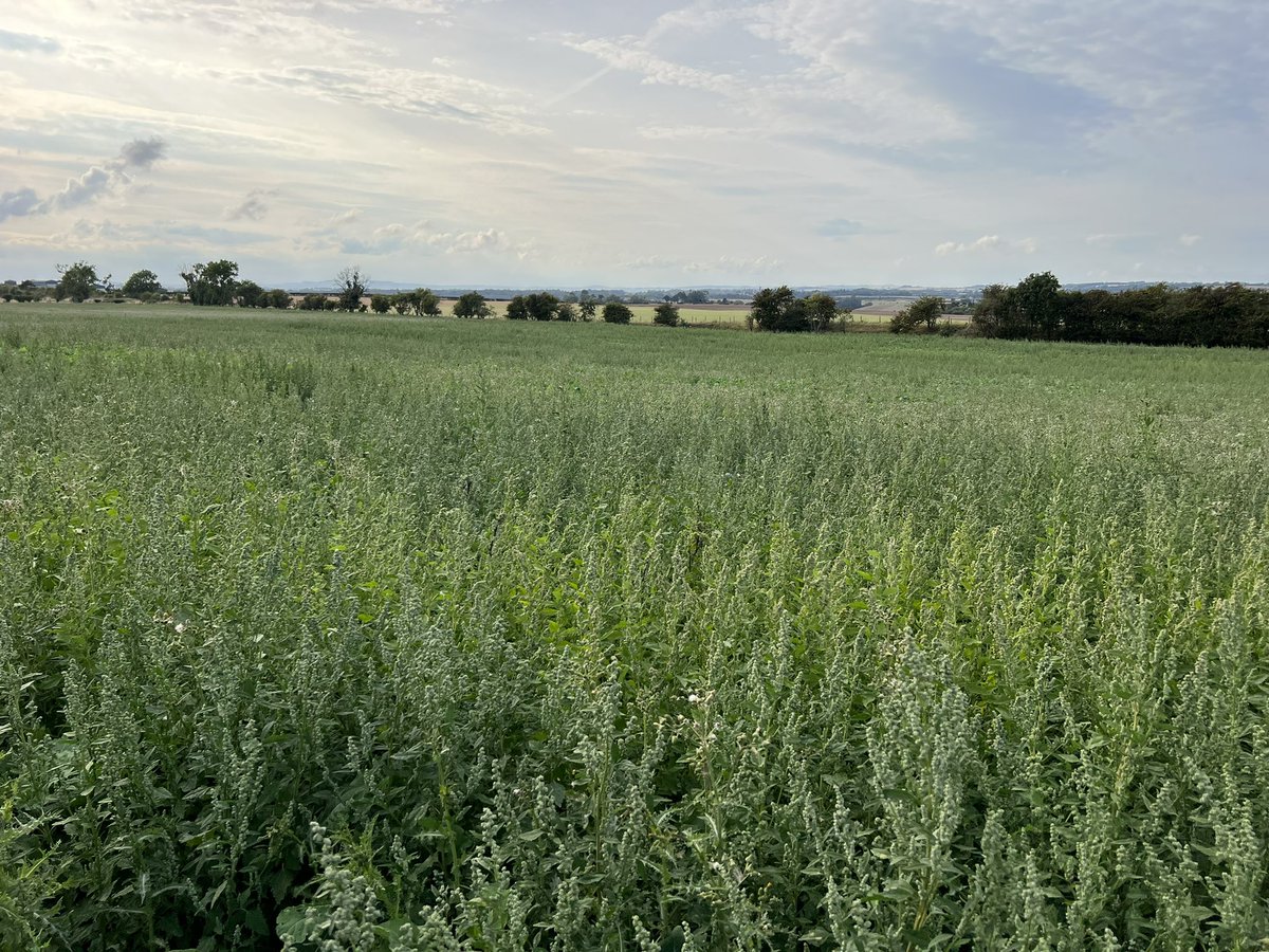 Elliott_DG's tweet photo. @FearnFarm You’re not alone John, there’s a crop of fodder rape in there somewhere… https://t.co/OttjZk6Gyf