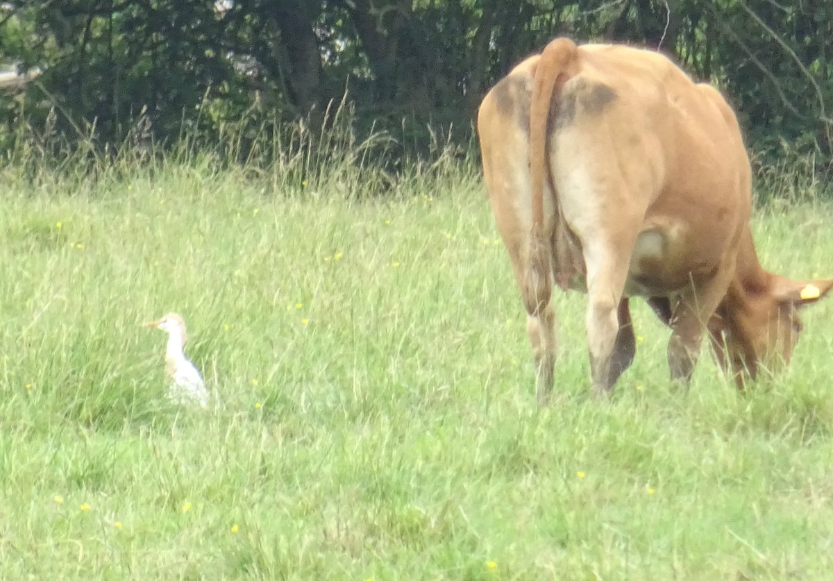 SimonFreedman4's tweet photo. Despite 5 heron species being on site at #fendraytonlakes, it is rare to see them all on the same day. Very nice when it happens though! Bonus glossy ibis is good too. I wonder what the next regular long-legged species will be... (photos not all taken today) https://t.co/yJAbpkOAtJ