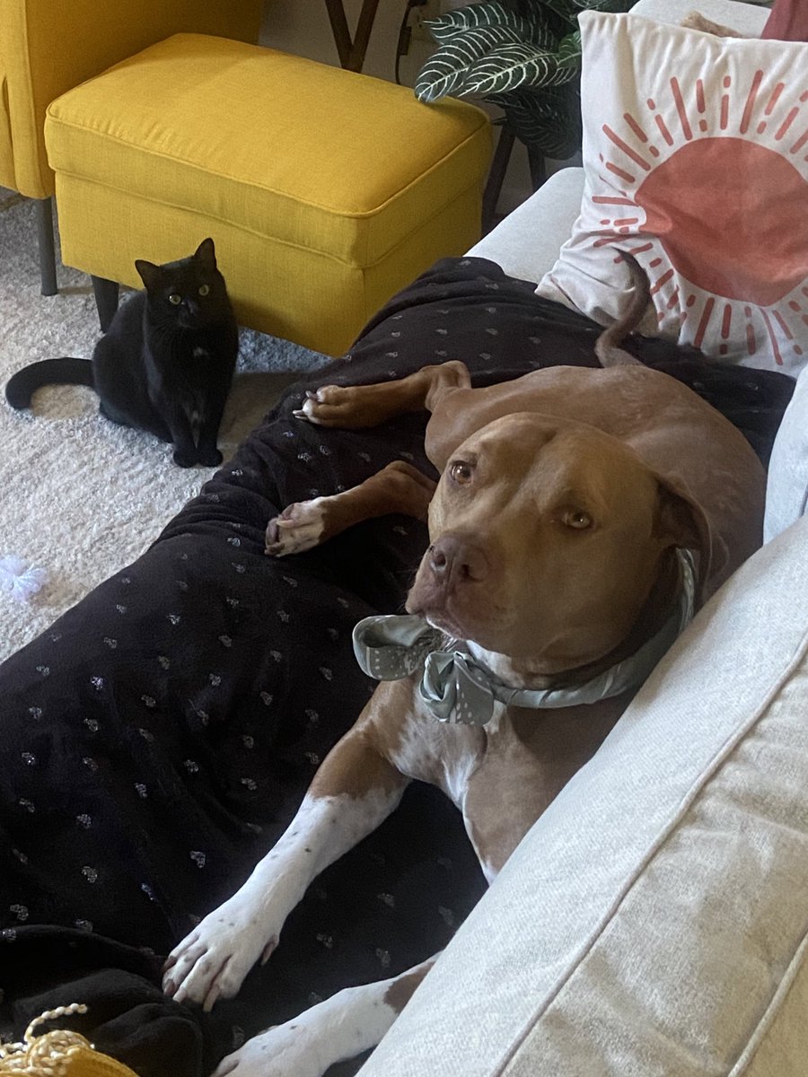 heyimhellabella's tweet photo. My bf officially moves in here tomorrow so I need to take advantage of my last day to tell everyone I’m a single parent https://t.co/UThFcY8KOP