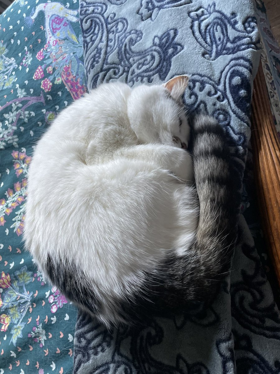 nystromsam's tweet photo. Happy #GotchaDay to my absurdly silly cat, Percy https://t.co/cap7FCylsY