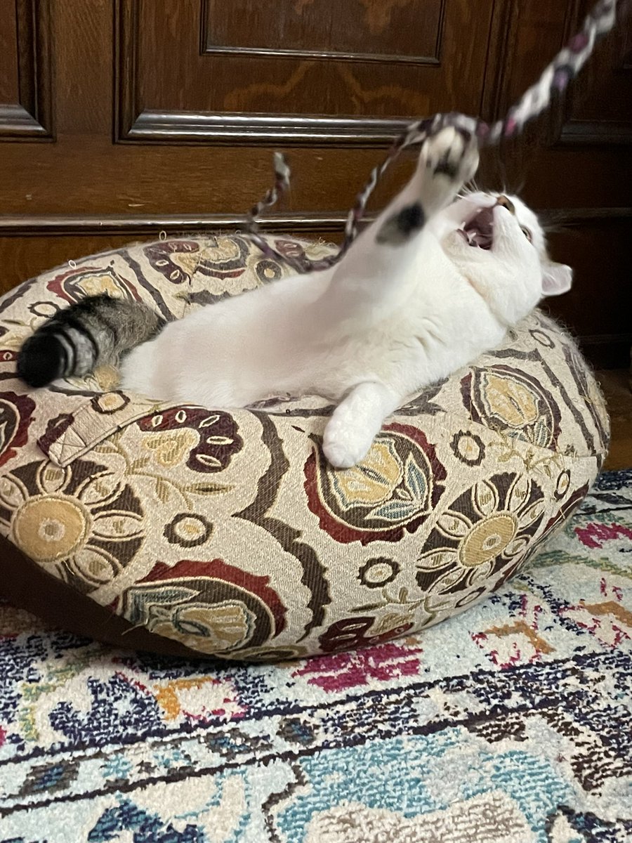 nystromsam's tweet photo. Happy #GotchaDay to my absurdly silly cat, Percy https://t.co/cap7FCylsY