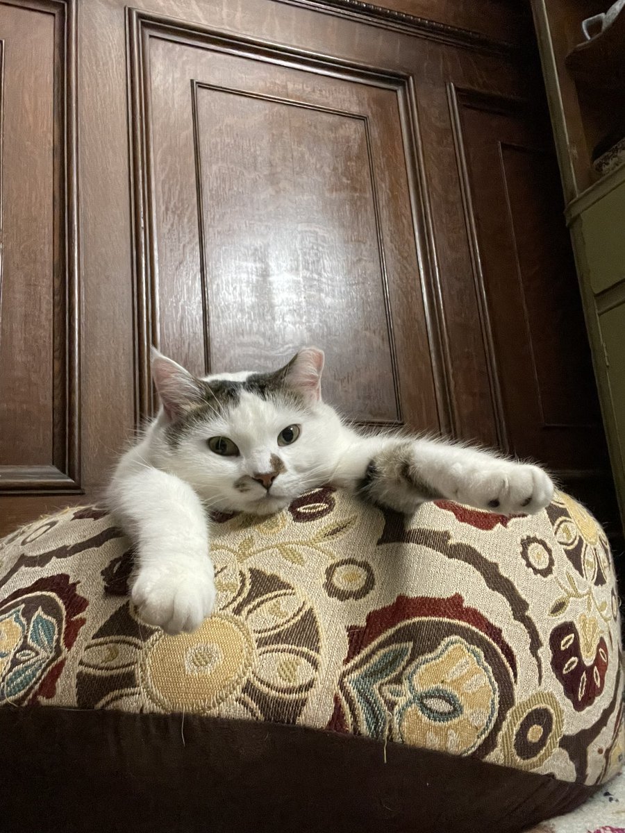 nystromsam's tweet photo. Happy #GotchaDay to my absurdly silly cat, Percy https://t.co/cap7FCylsY