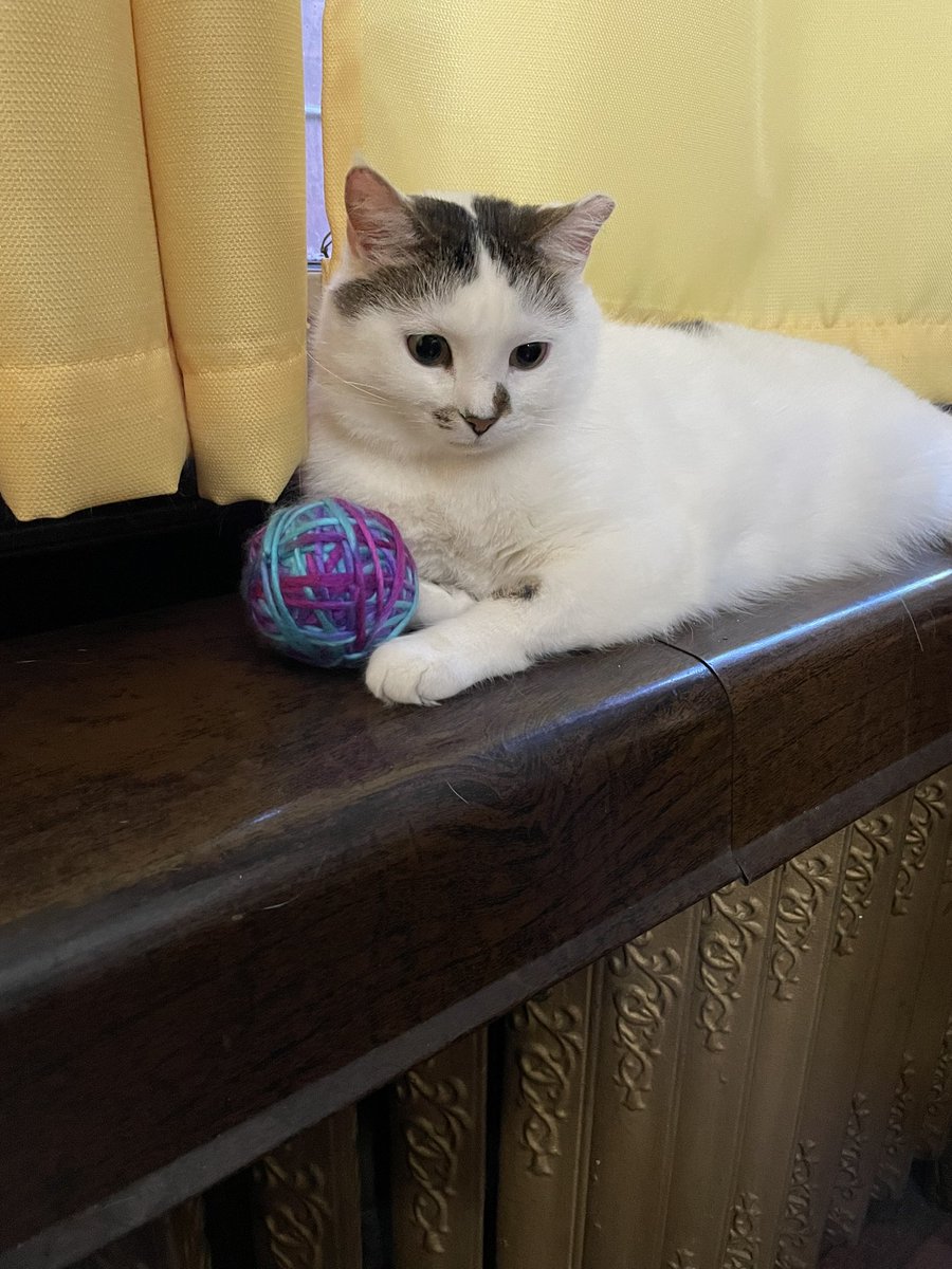 nystromsam's tweet photo. Happy #GotchaDay to my absurdly silly cat, Percy https://t.co/cap7FCylsY