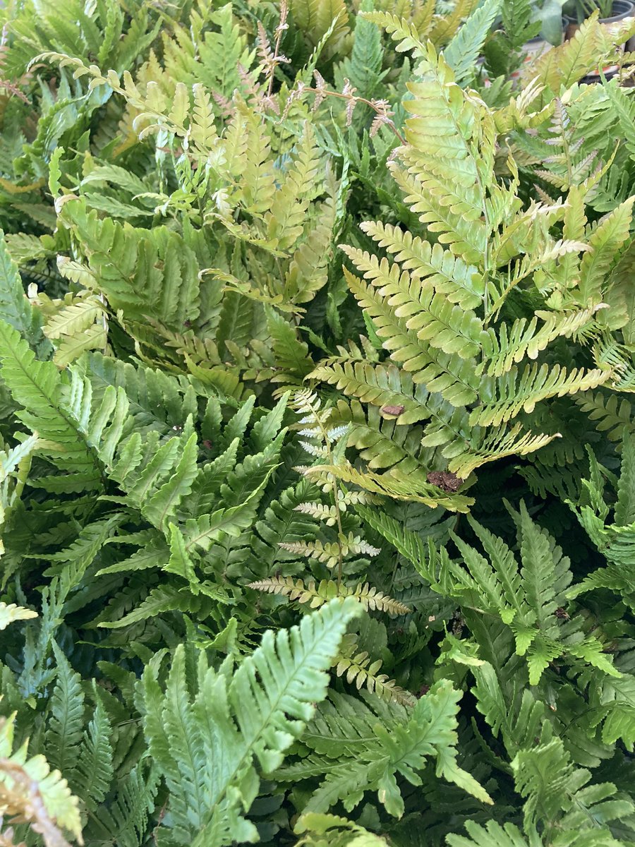 PPScatwilson's tweet photo. HD1129 Spartanburg SC #intothegreen @PPSLinda @pps_s_atlantic @Stephen_E_Camp @BobbyBoaenTHD @PPSinHD https://t.co/zr07gfEaFH