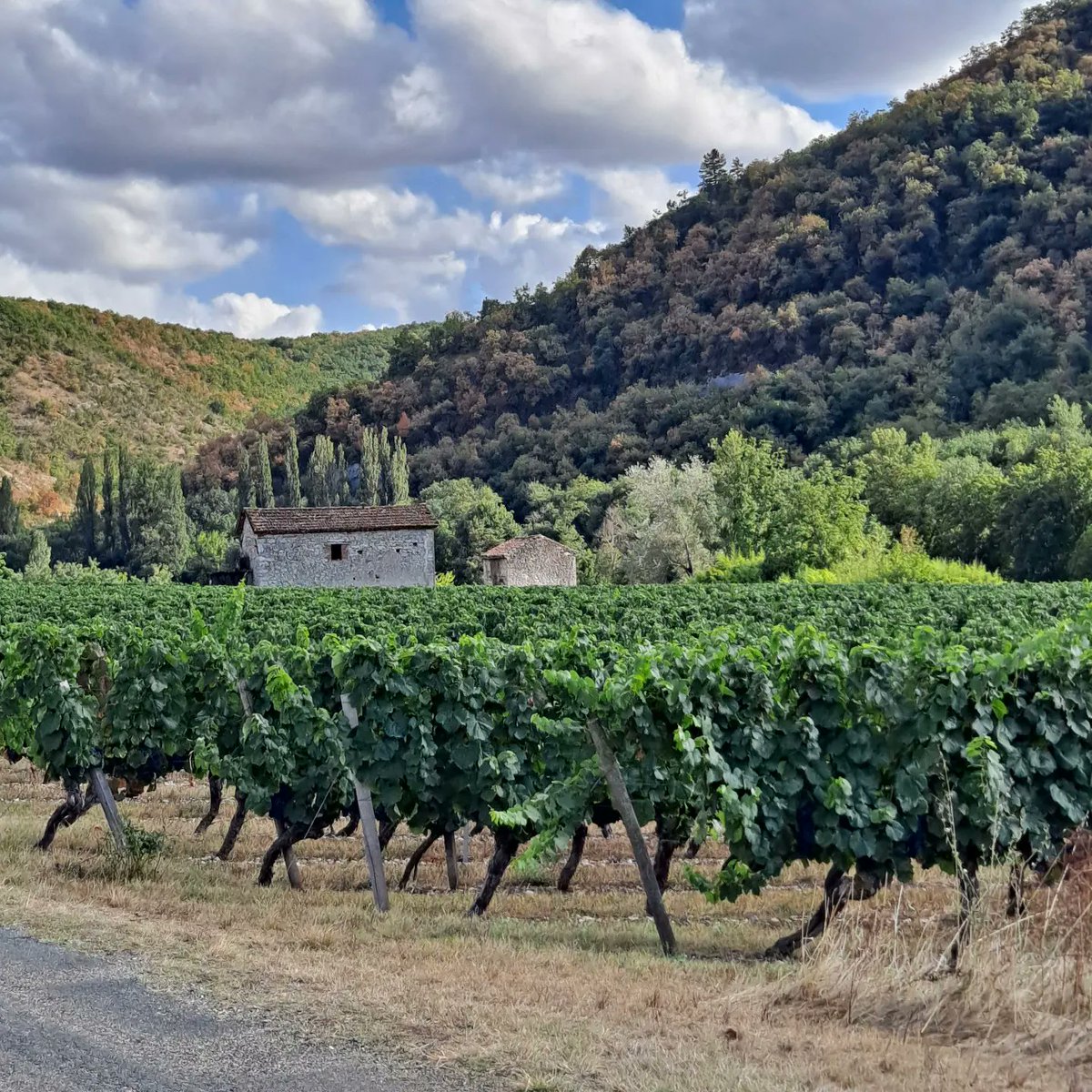 creativestates's tweet photo. Another sketch late afternoon in the vineyards of Luzech,  River Lot.  

#sketch #sketchbook #vignobledecahors #luzech #riverlot #lotvalley #summer #summerwalk #hiking #vineyards #landscapedrawing #enpleinair #pleinair #inktense https://t.co/5HuAVvrJu6
