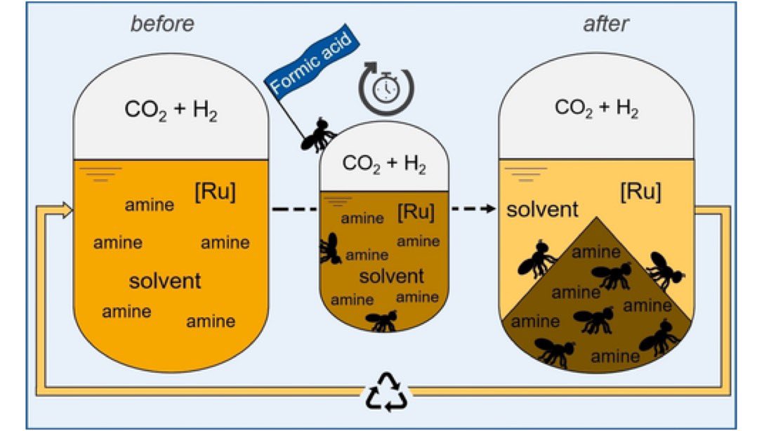 See Kira’s self separating two phasic system for the synthesis of formic acid and the easy catalyst recycling. …mistry-europe.onlinelibrary.wiley.com/doi/10.1002/cc… my paper no 100! <a href="/ChemCatChem/">ChemCatChem</a> <a href="/mpicec_press/">MPI-CEC</a> #my100