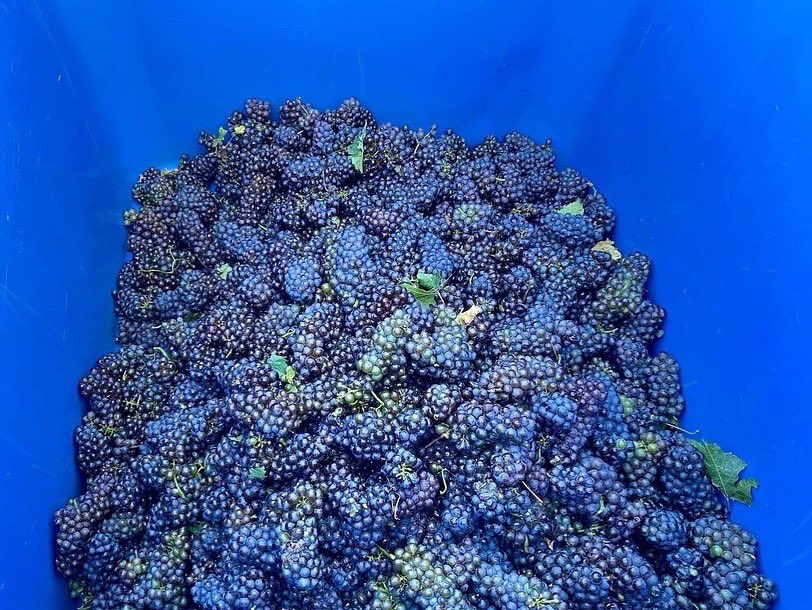 Harvest 2022 has begun! The <a href="/HuebelGrapes/">Huebel Grapes Estates</a> team were picking Pinot Gris destined for sparkling wine &amp; Frontenac for table wine #harvest2022  #localgrapes